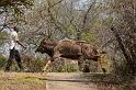 122 Zuid-Afrika, Sabi Sand Game Reserve, nyala